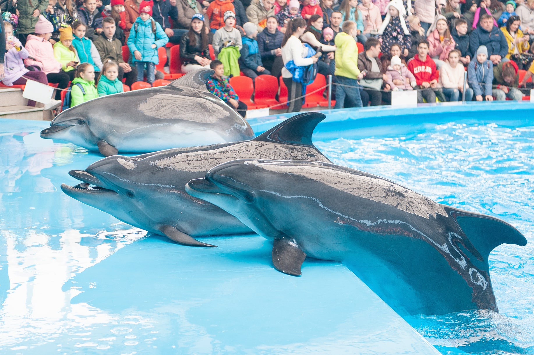 Dolphins of Sochi Park