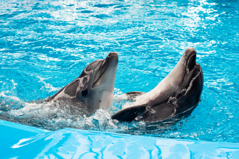 Dolphin Show